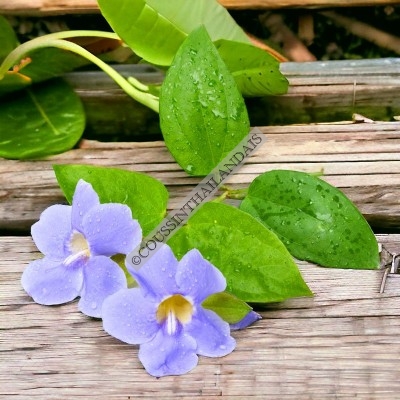 Thunbergia laurifolia tea