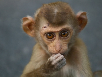 Kaeng Krachan National Park in Thailand